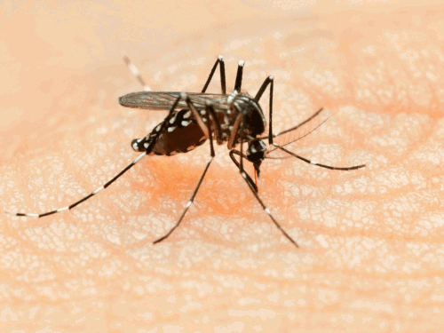 WHO warns of spreading of Zika virus in America - ảnh 1